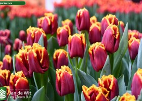 Tulipa Mercure ® (2)